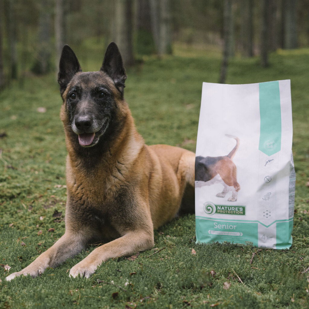 Belgisk malinois ligger i gresset ved siden av en sekk Nature's Protection Senior tørrfôr