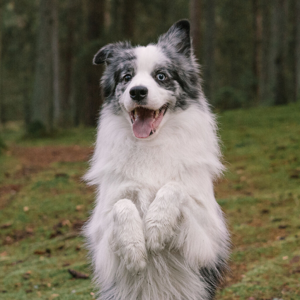 Border collie står på bakbeina i skogen